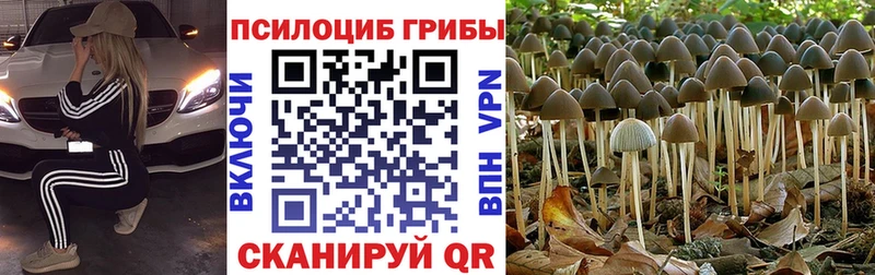 магазин    Спас-Клепики  Псилоцибиновые грибы мицелий 
